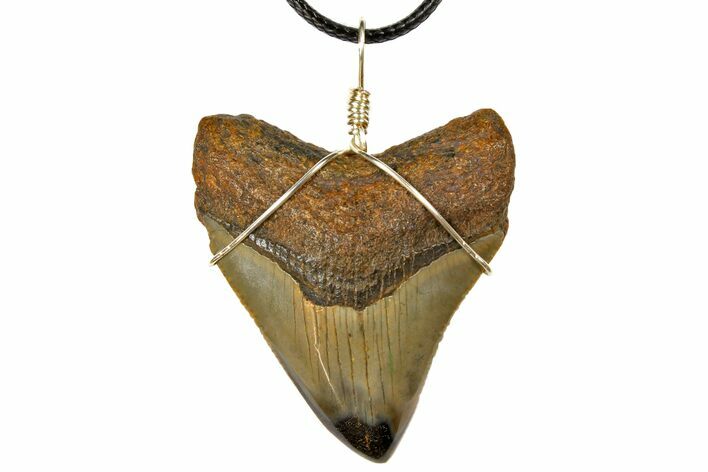 2.1" Fossil Megalodon Tooth Necklace - Serrated Blade